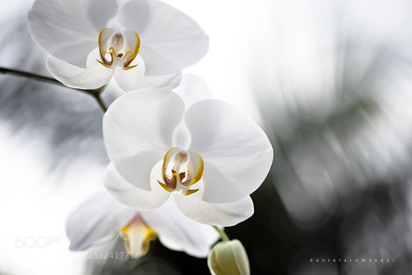 Canon EOS 5D Mark II sample photo. Orchid photography