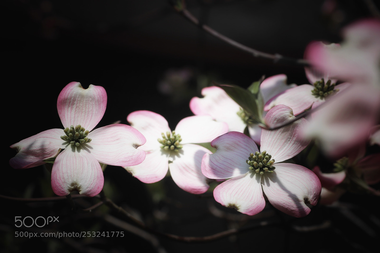 Canon EOS 80D sample photo. Untitled photography