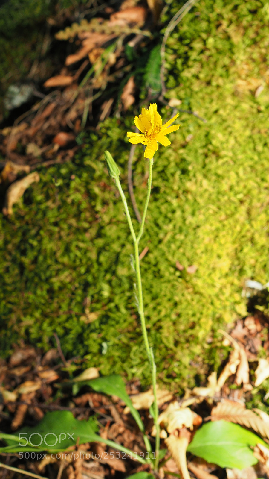 Olympus OM-D E-M1 Mark II sample photo. Zompo lo schioppo 17pa150308 photography