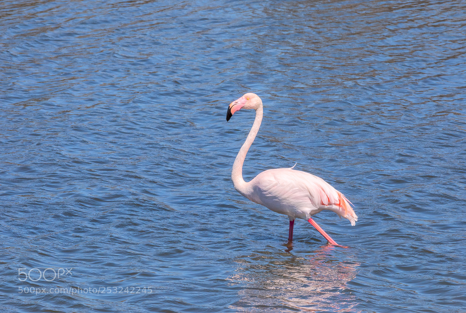 Canon EOS 5D Mark IV sample photo. Flamingo photography