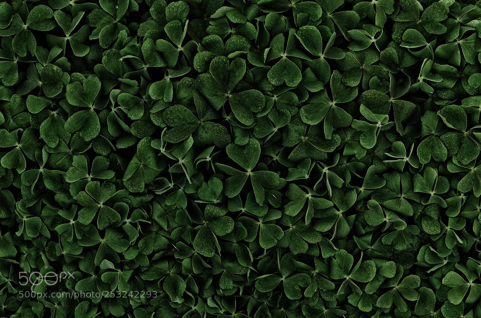 Pentax K-5 IIs sample photo. Oxalis corniculata photography