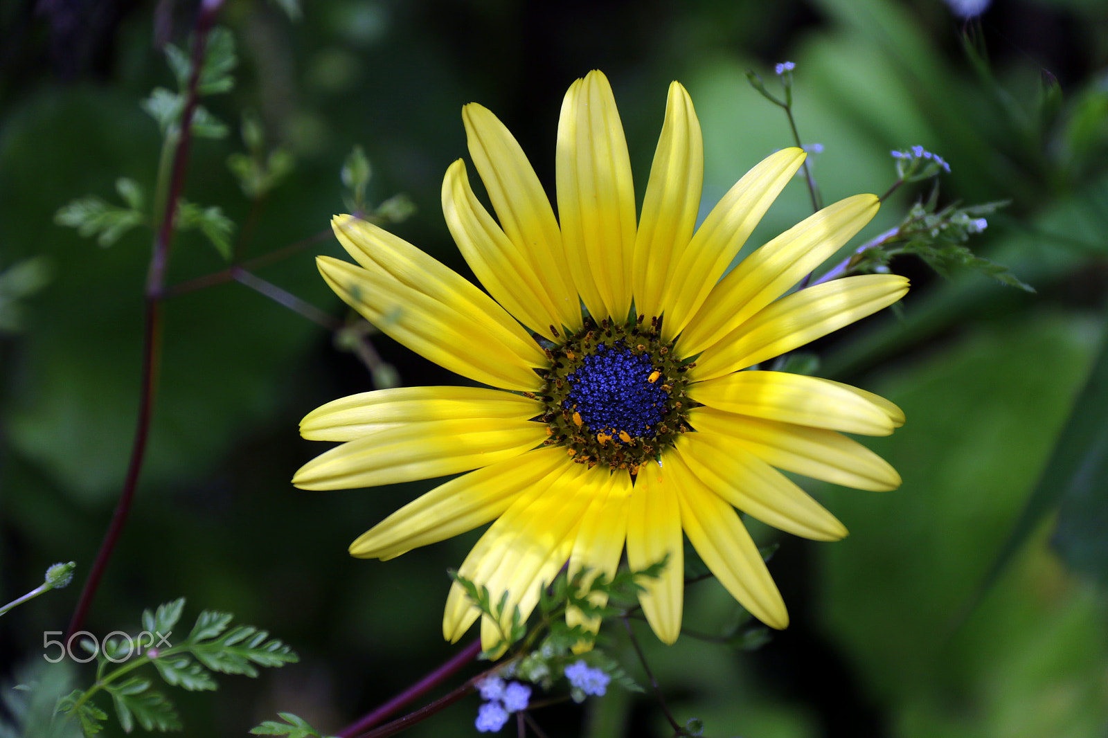 Canon EF-S 18-200mm F3.5-5.6 IS sample photo. Spring photography