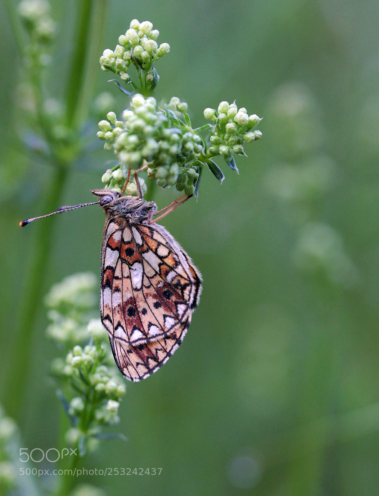 Canon EOS 40D sample photo. Small pearl-bordered fritillary photography