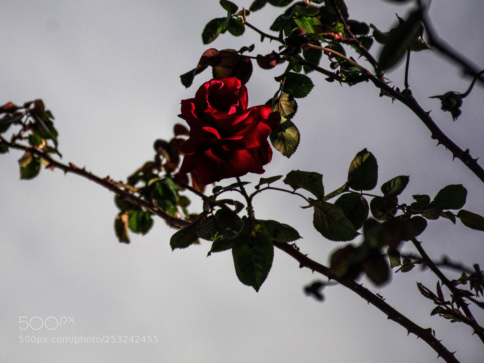 Nikon D7100 sample photo. Bas photography