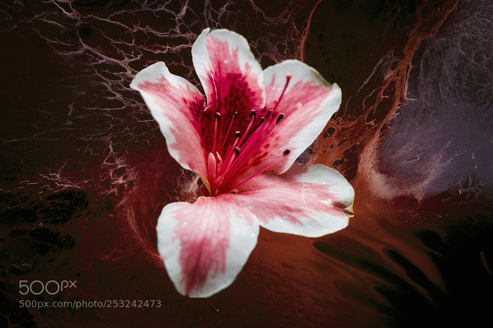 Nikon D4 sample photo. Rhododendron universe photography