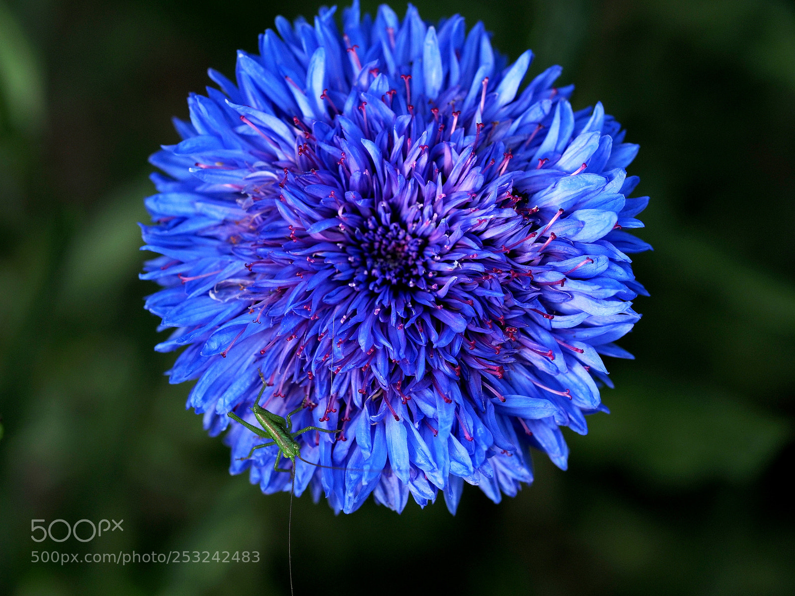 Olympus OM-D E-M1 sample photo. Cornflowerblue photography
