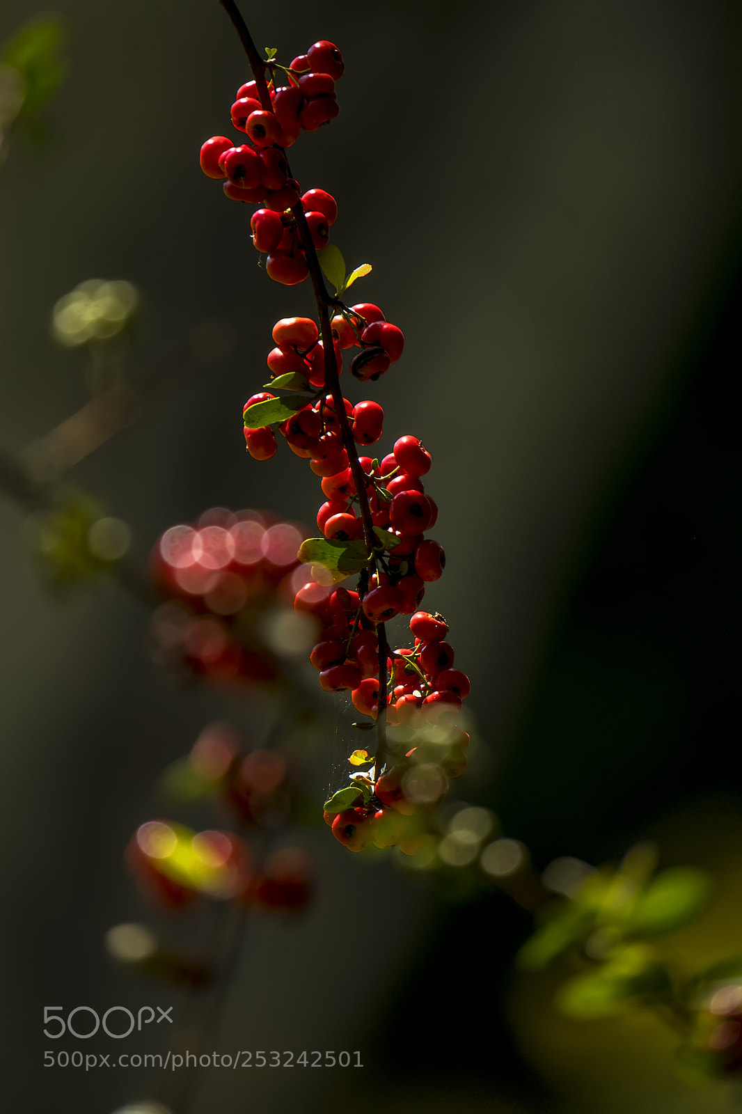 Fujifilm X-T2 sample photo. The birds favorite photography