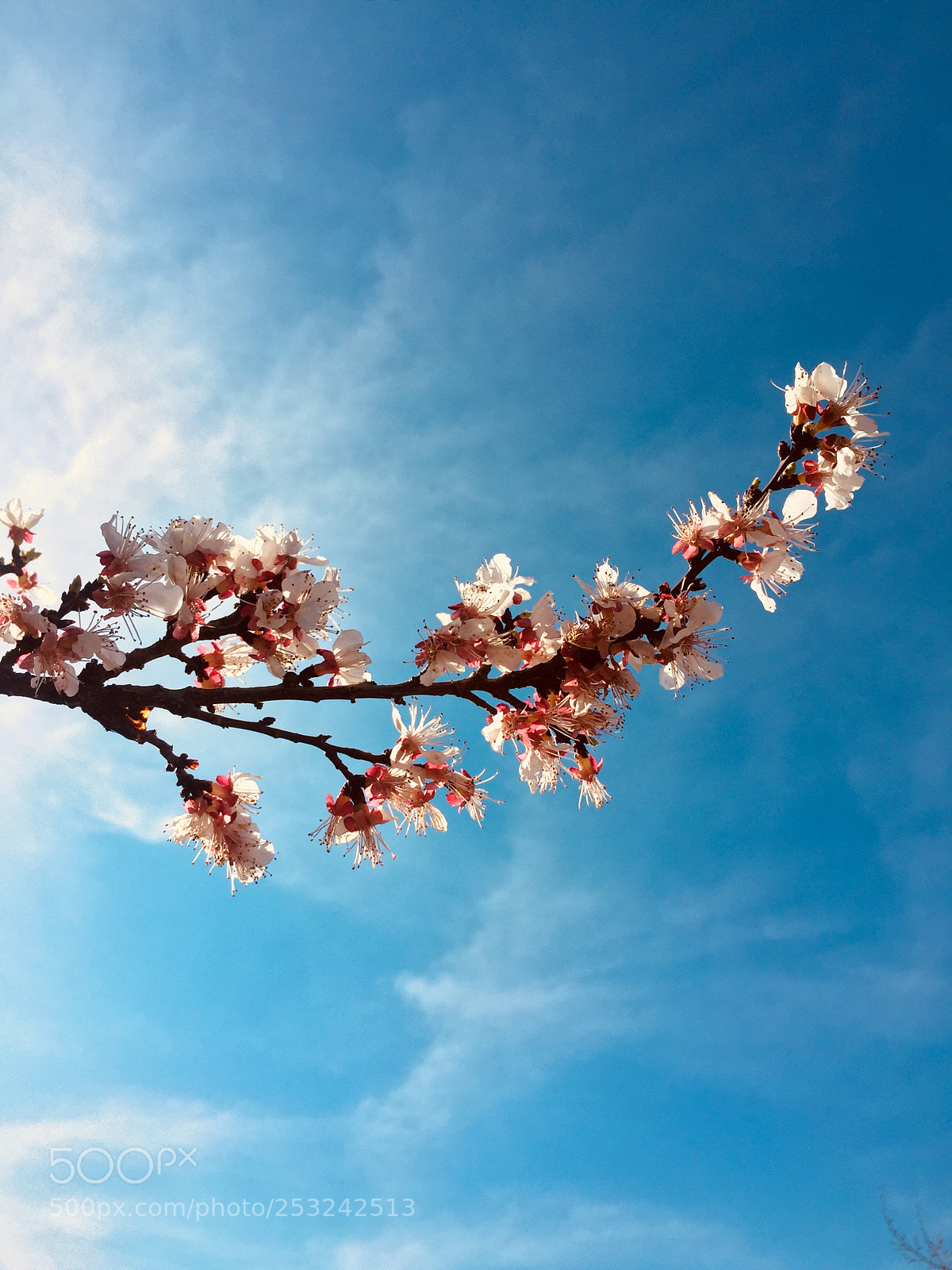 Apple iPhone 6 sample photo. Beautiful spring photography