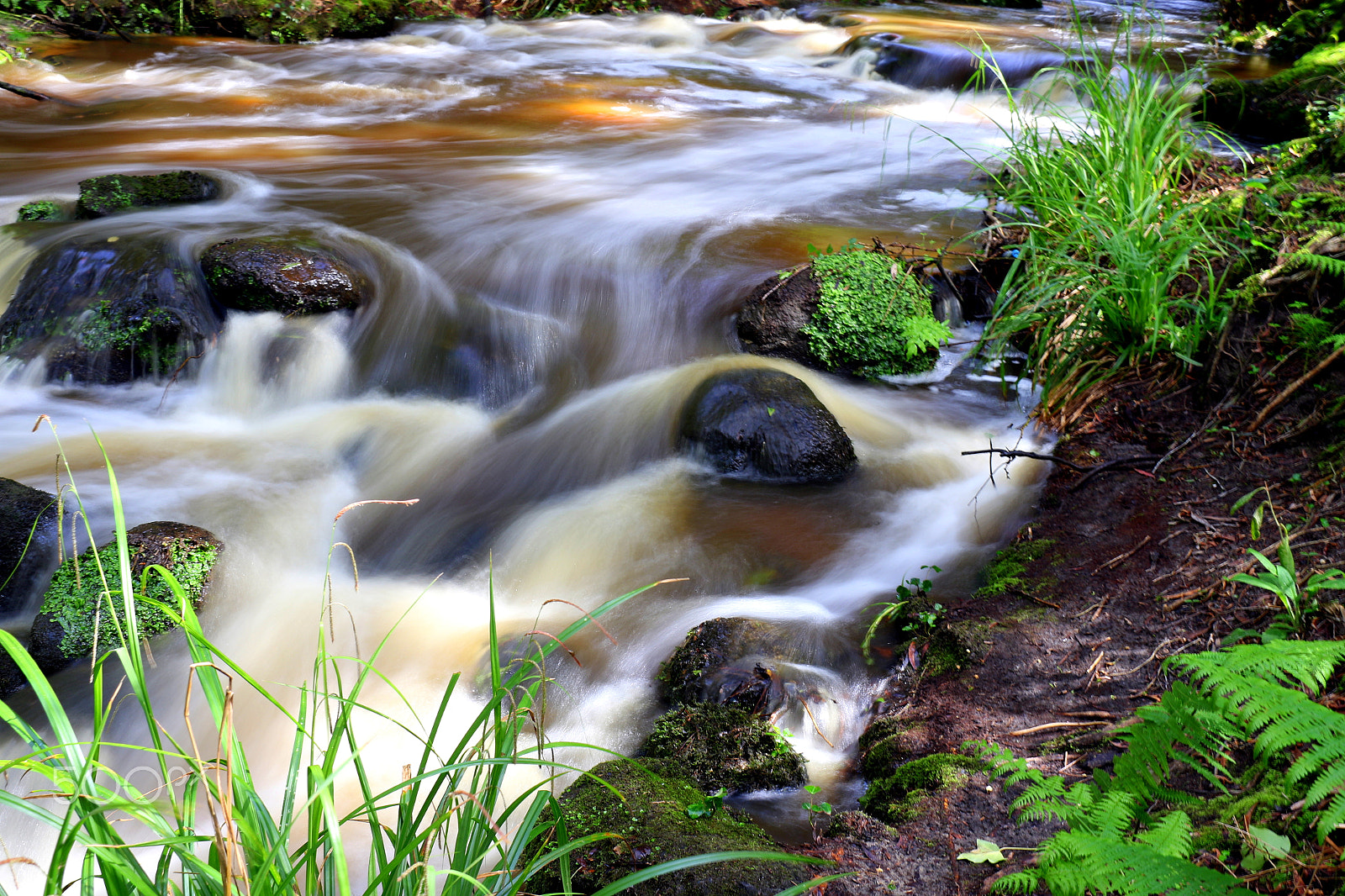 Canon EF-S 18-200mm F3.5-5.6 IS sample photo. Waters in the forest photography