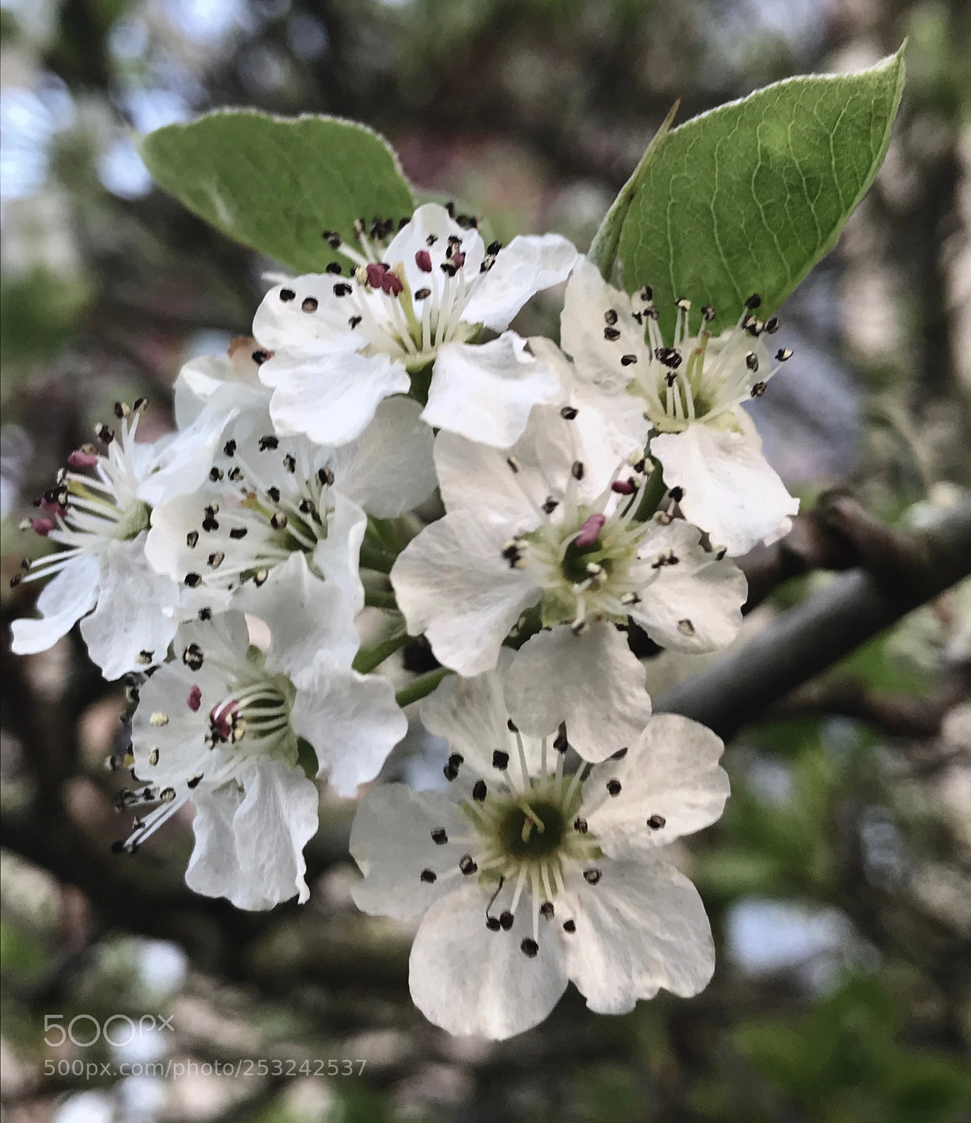 Apple iPhone 7 sample photo. Spring  photography