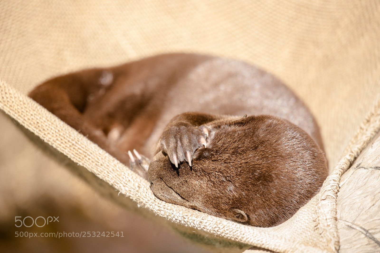 Canon EOS 6D Mark II sample photo. Sleepy otter photography