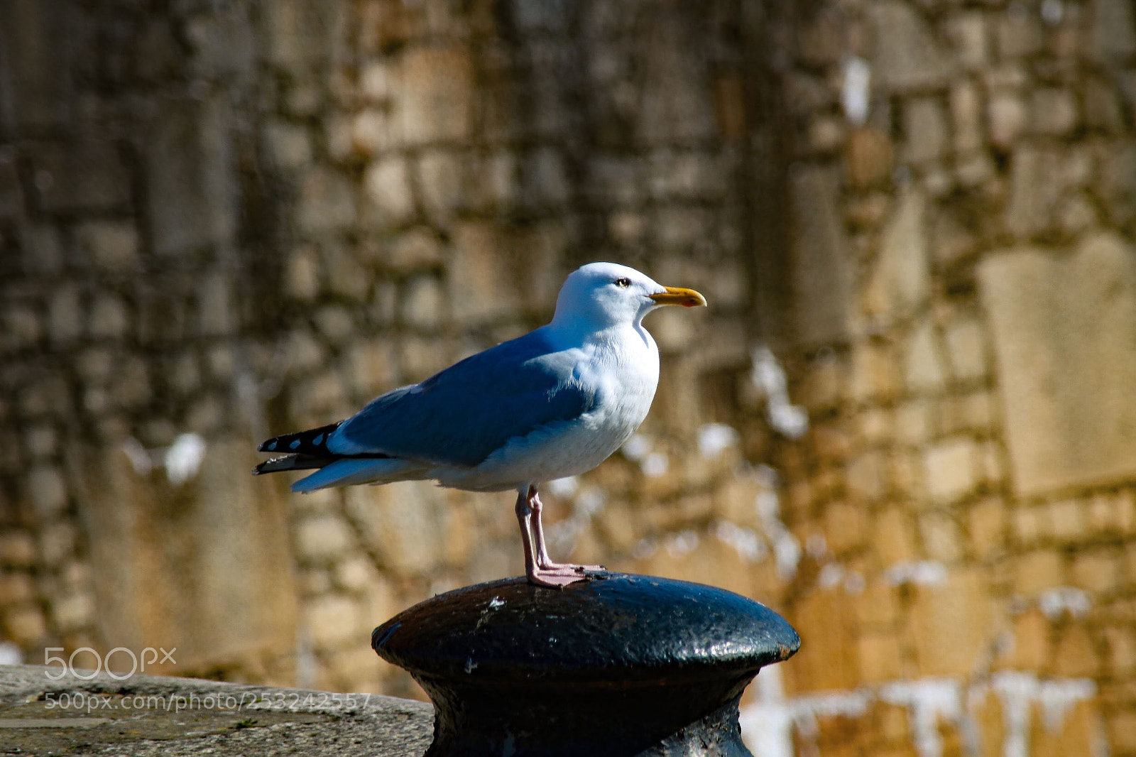 Canon EOS 750D (EOS Rebel T6i / EOS Kiss X8i) sample photo. Just a lonely old photography