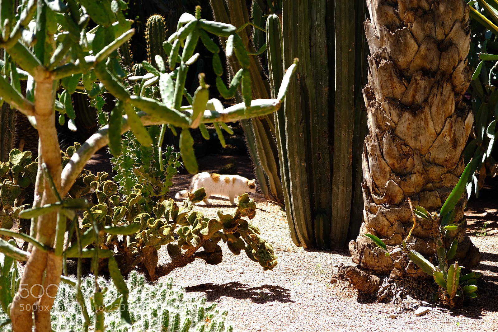 Fujifilm X-E3 sample photo. Cat in jardin majorelle photography