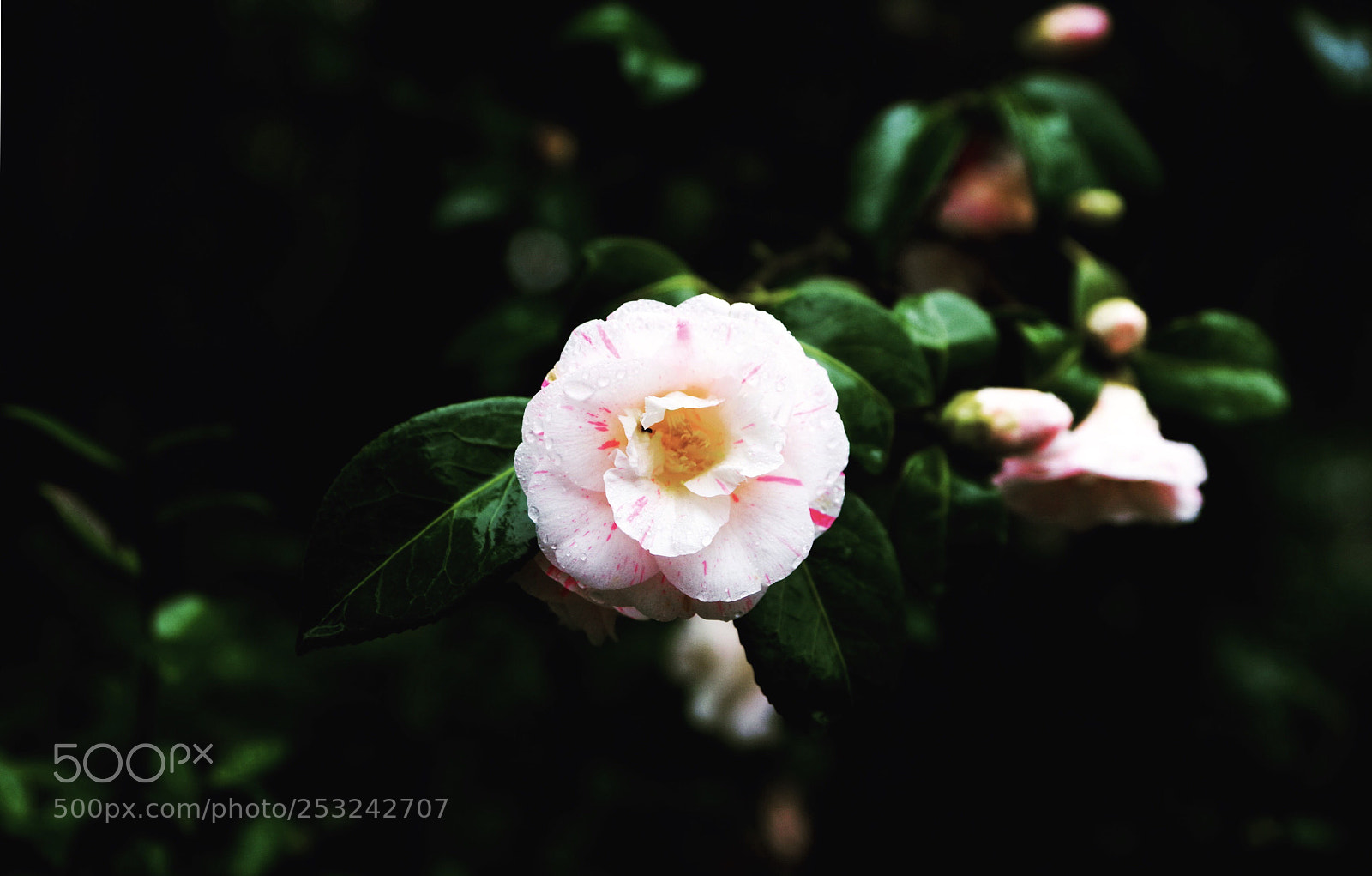 Pentax K-1 sample photo. Untitled photography