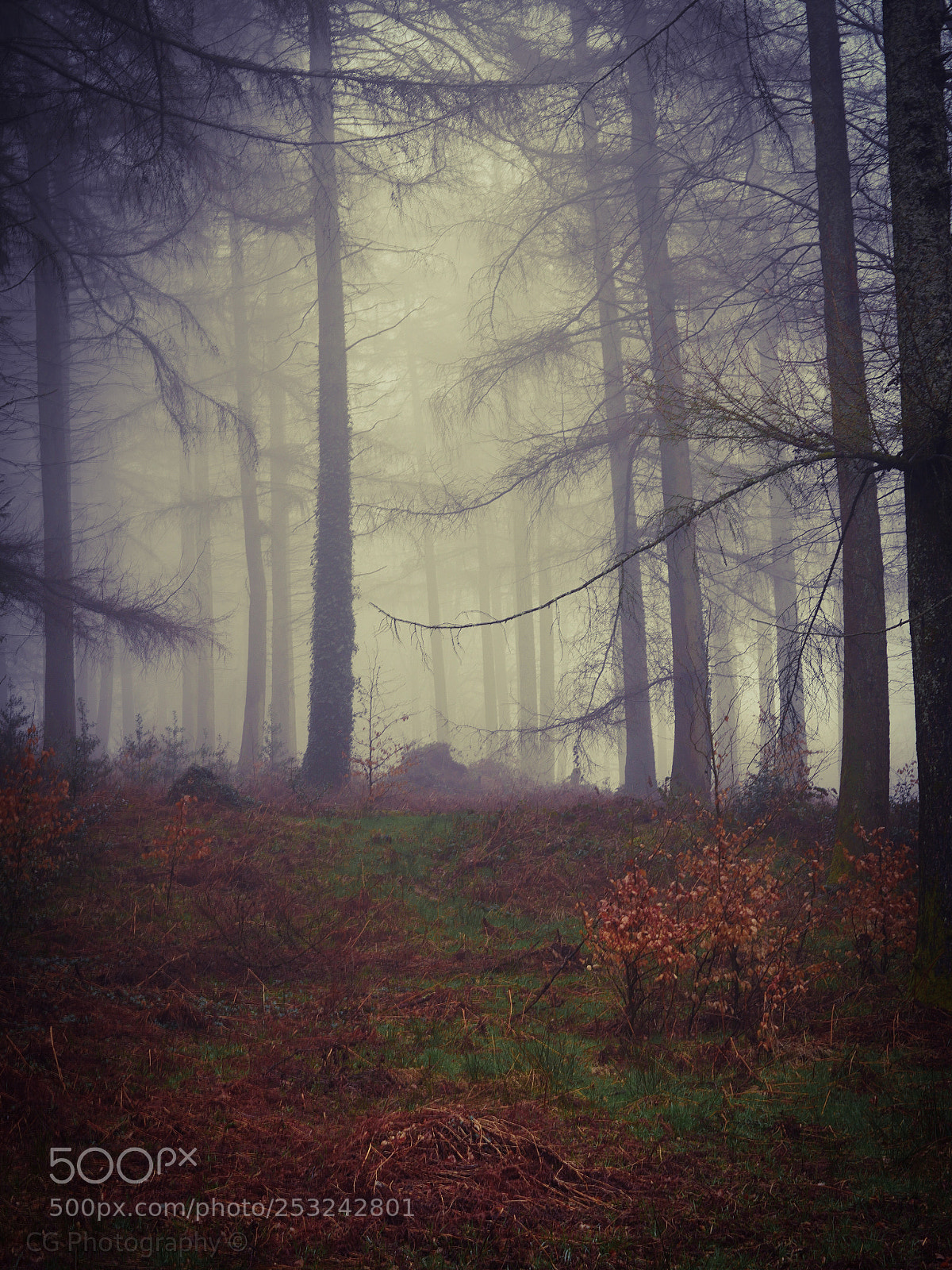 Panasonic Lumix DMC-GX8 sample photo. Errie forest photography