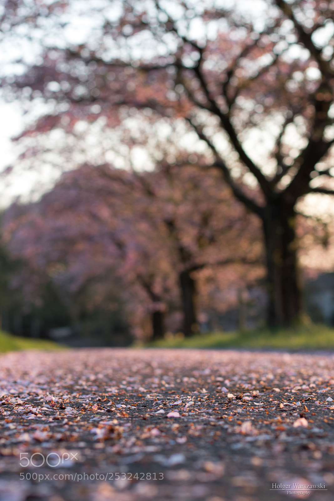 Canon EOS 80D sample photo. Cherry blossom bokeh photography