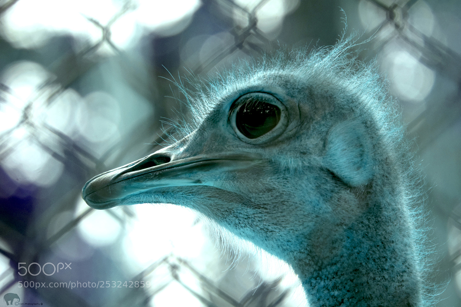 Nikon D5300 sample photo. Ostrich photography