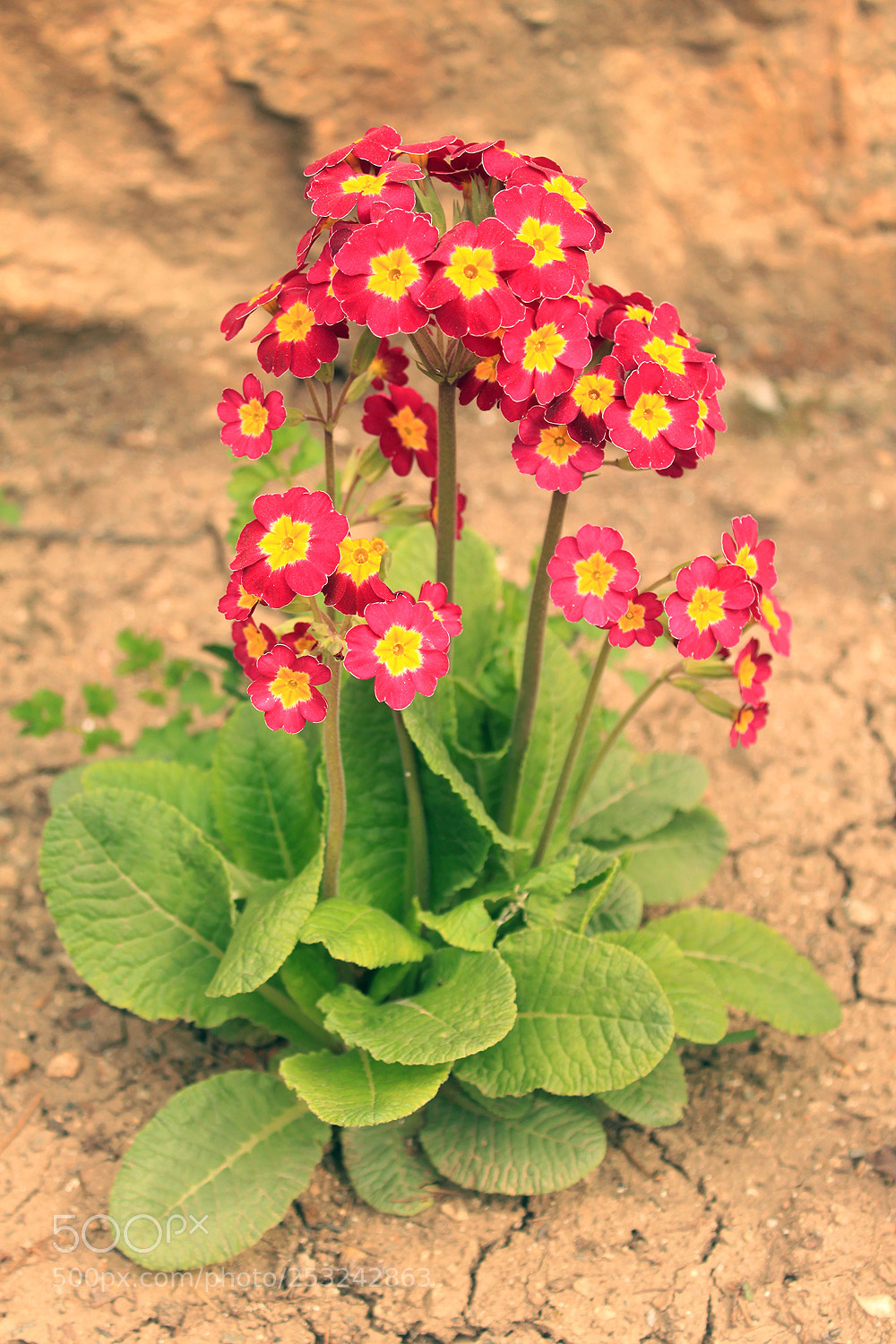 Canon EOS 500D (EOS Rebel T1i / EOS Kiss X3) sample photo. Spring is when life photography