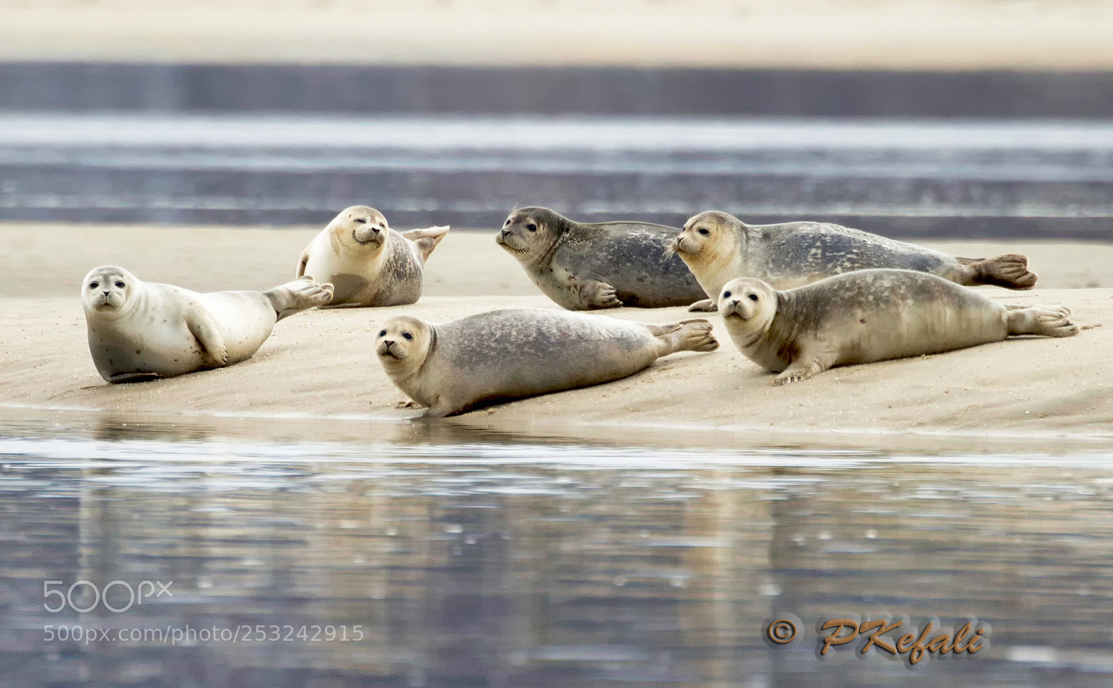 Nikon D600 sample photo. Seals - sandy hook photography