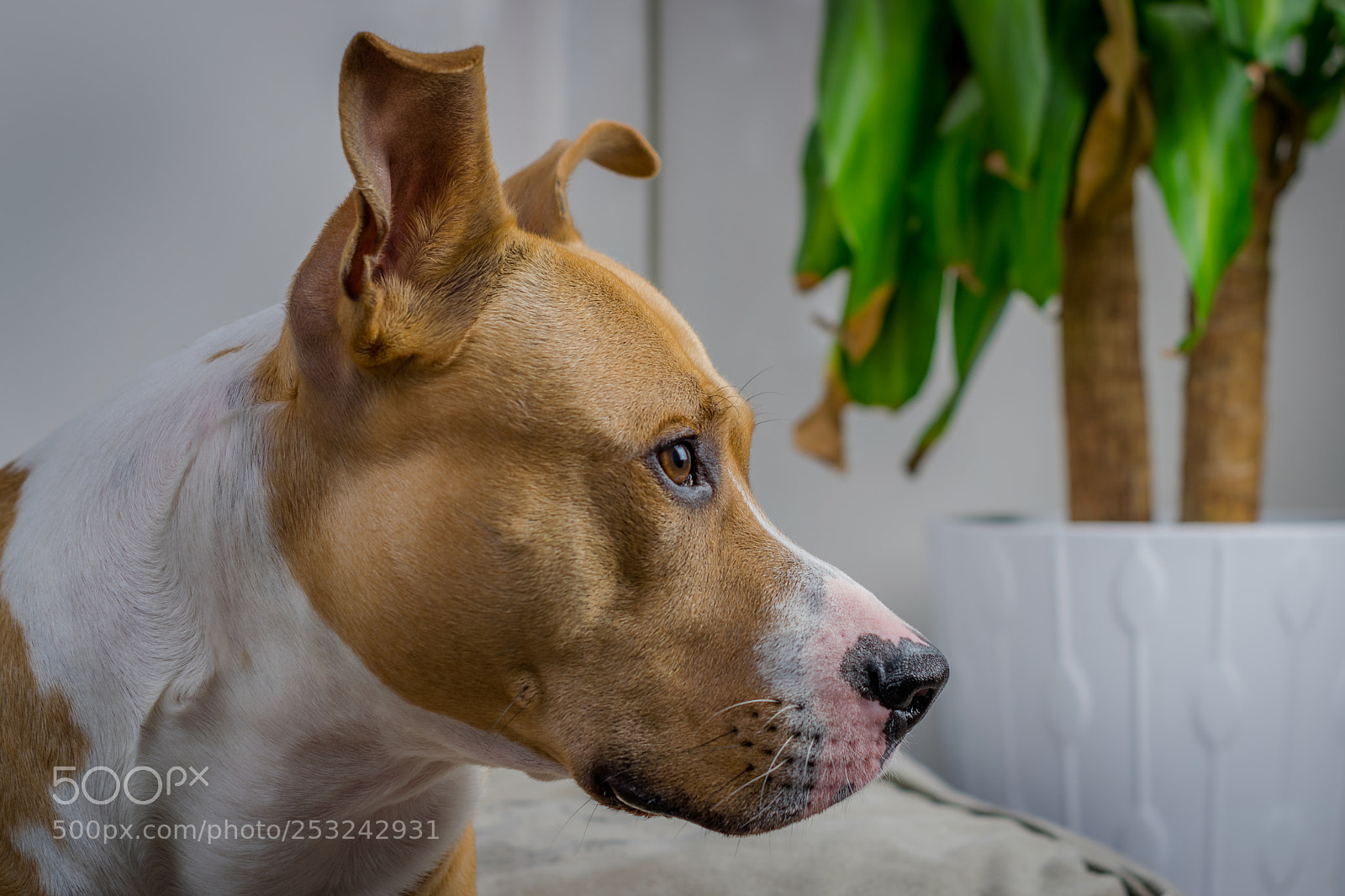 Nikon D5300 sample photo. My dog buster photography