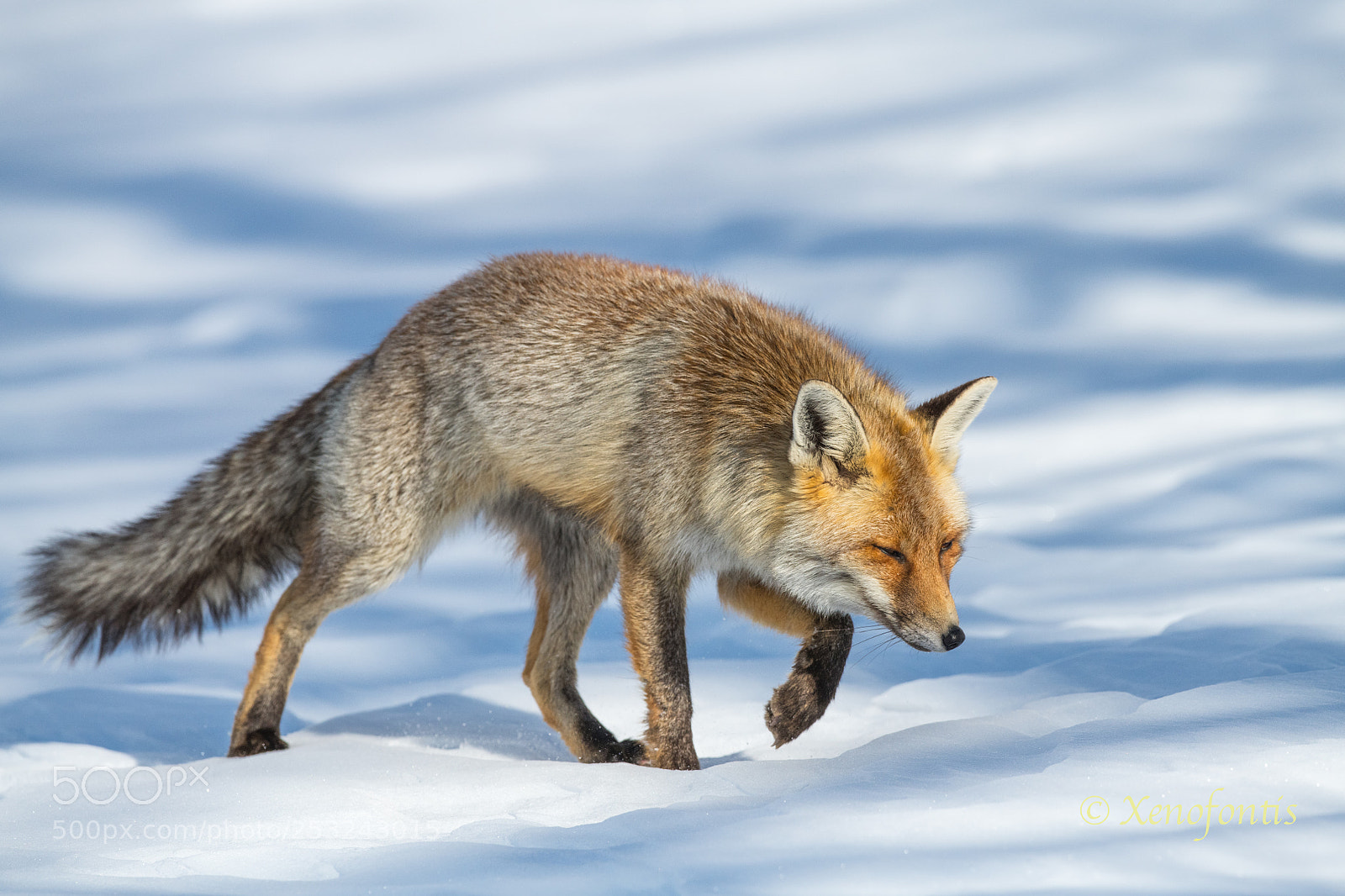 Nikon D850 sample photo. Fox001 photography