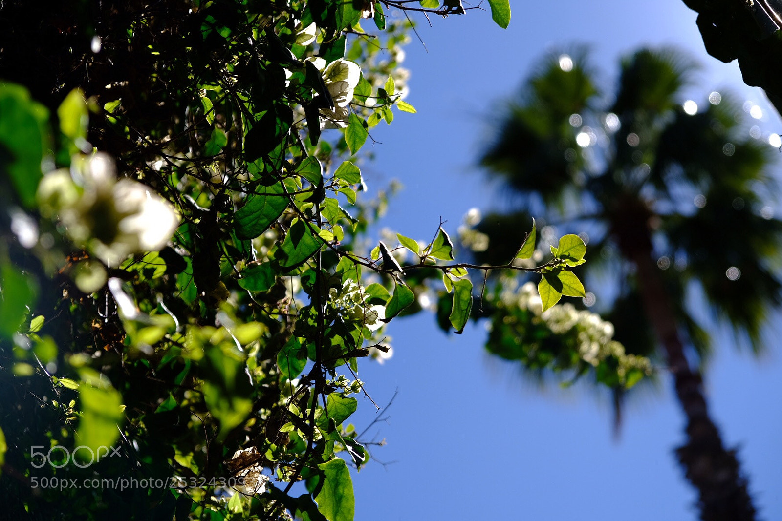 Fujifilm X-E3 sample photo. Bright sunny day photography