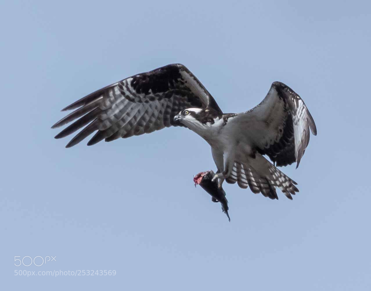 Canon EOS 7D Mark II sample photo. Osprey with its catch photography