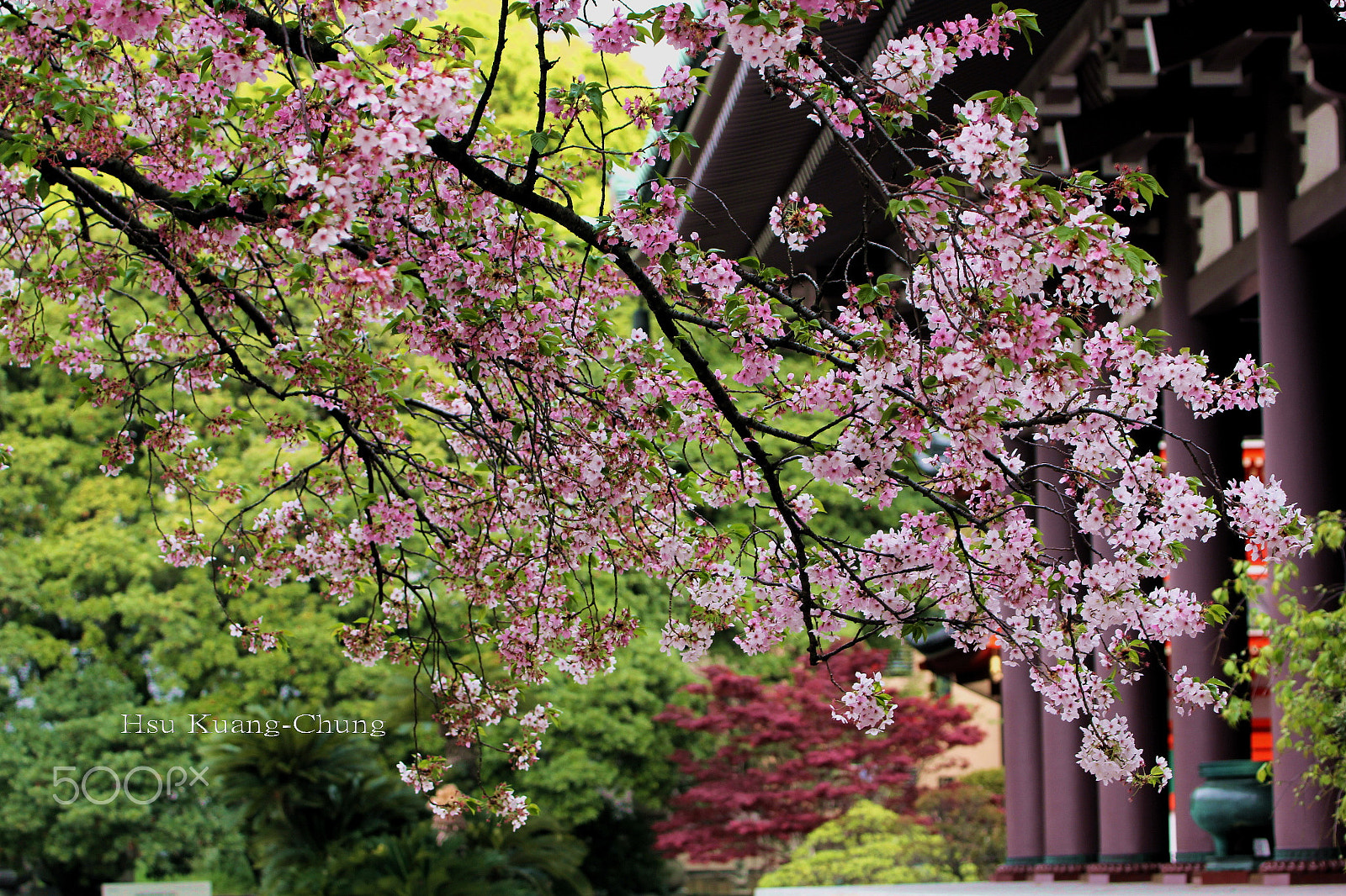 Canon EF 70-300mm F4-5.6L IS USM sample photo. Cherry blossoming hakata photography