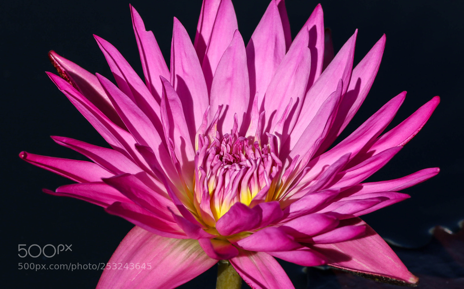 Canon EOS 7D Mark II sample photo. Water lily photography