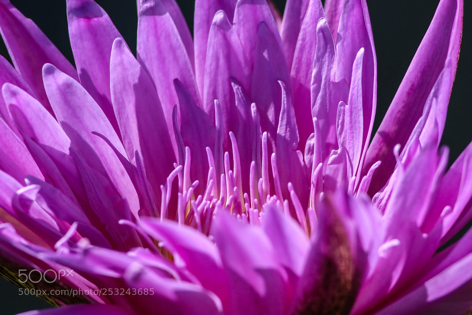 Canon EOS 7D Mark II sample photo. Water lily photography