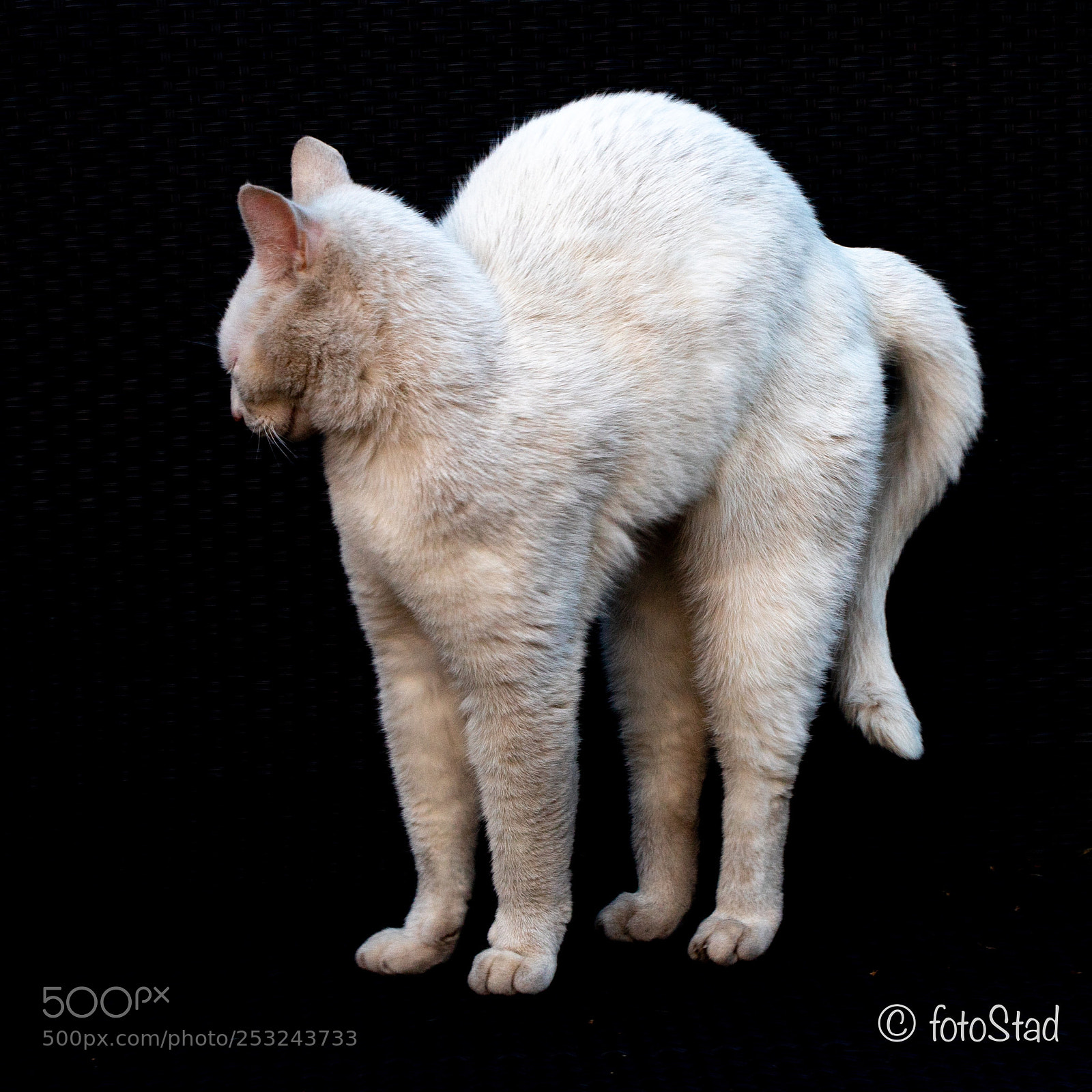 Canon EOS 6D Mark II sample photo. Cat photography