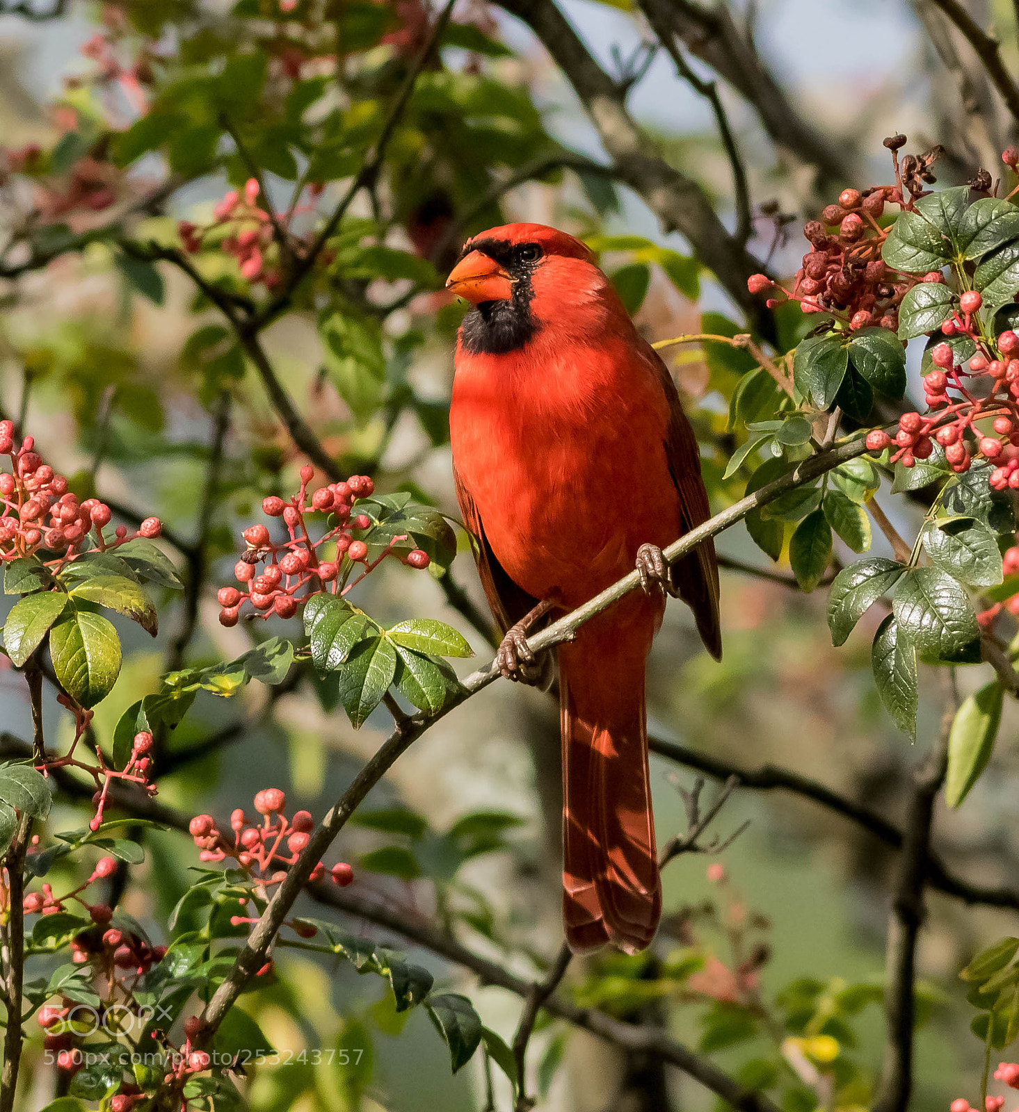 Canon EOS 7D Mark II sample photo. Northern cardinal photography