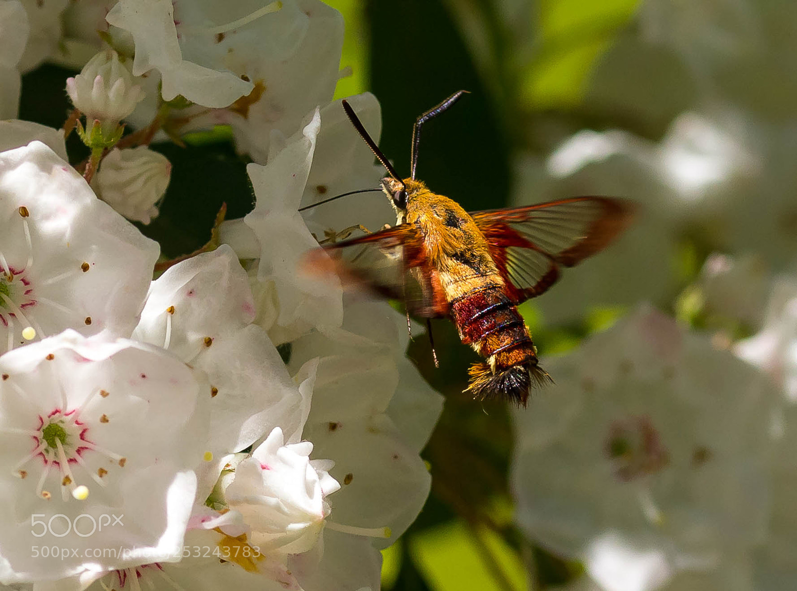 Canon EOS 60D sample photo. Hummingbird clearwing moth hemaris photography
