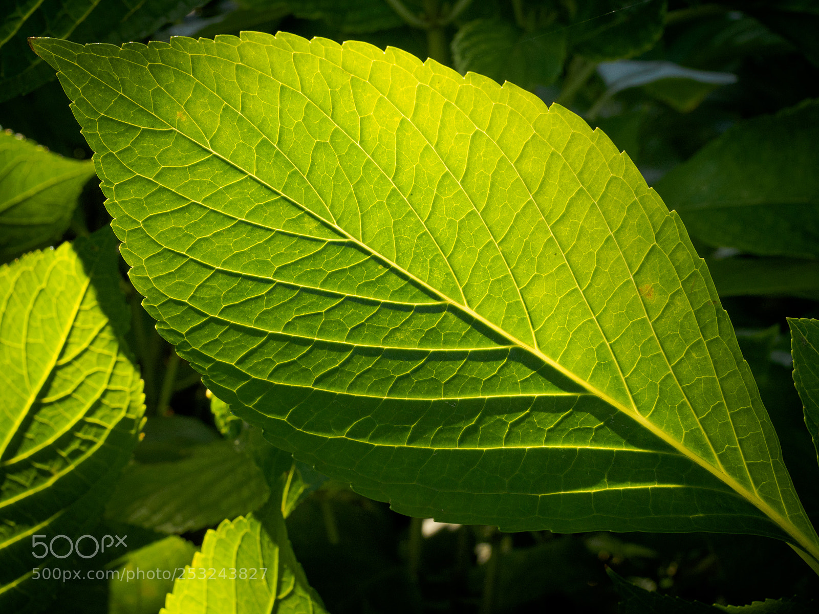 Olympus OM-D E-M5 sample photo. Leaf photography