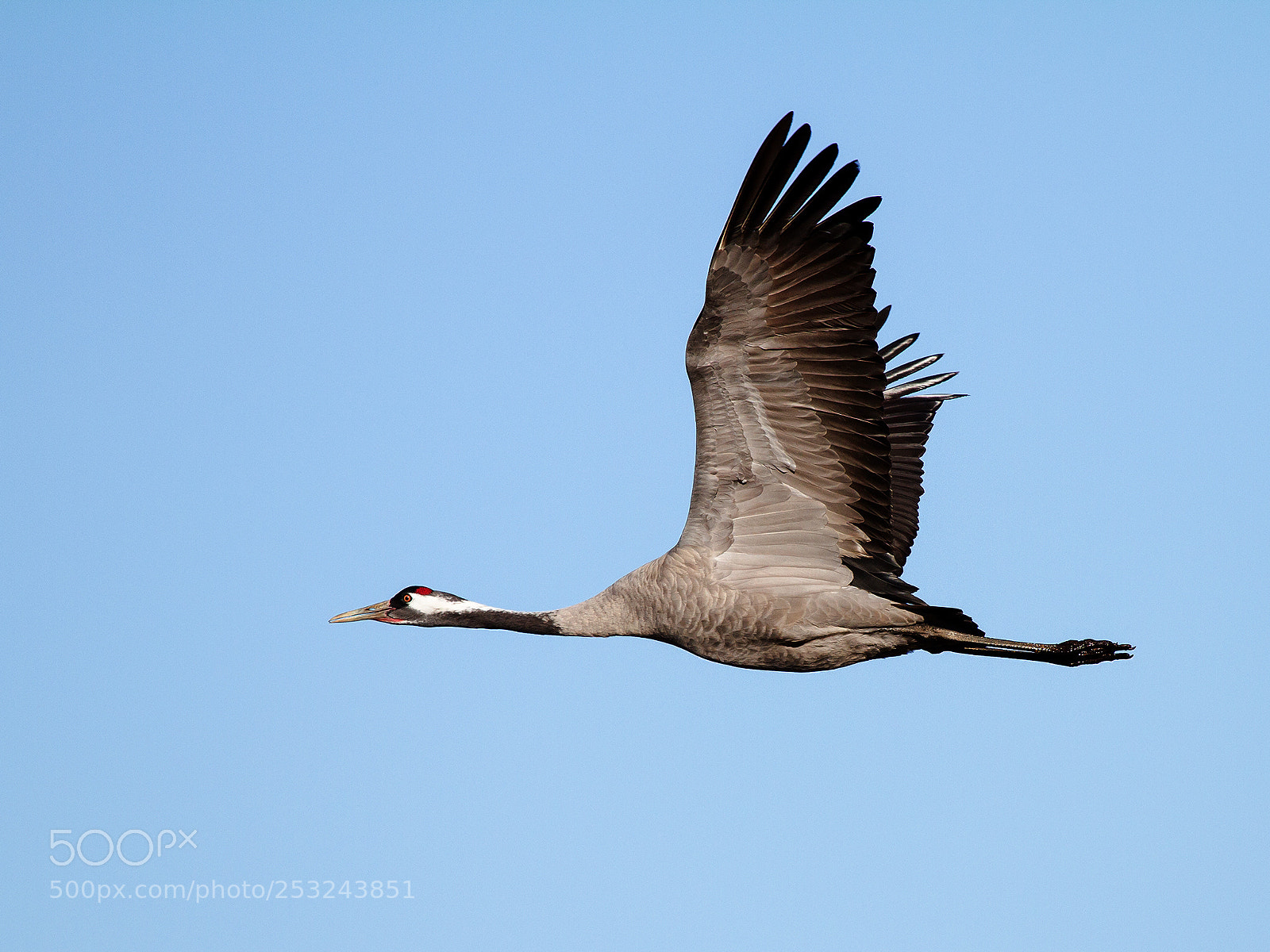 Canon EOS 7D sample photo. Crane photography