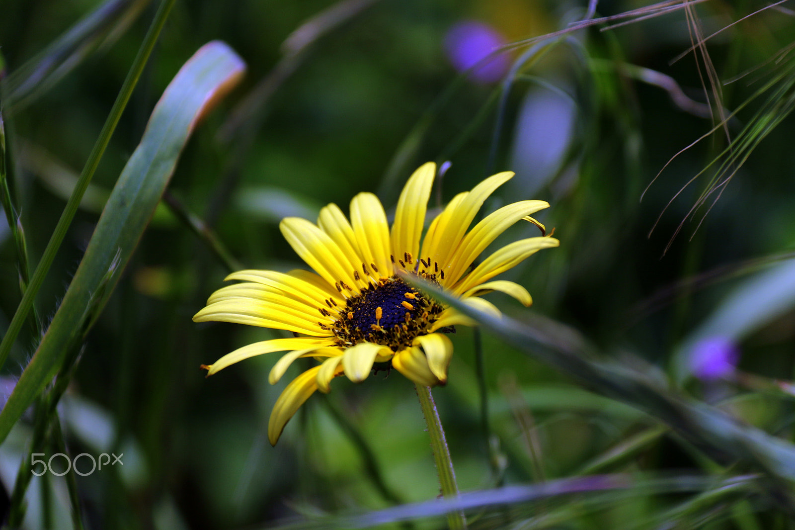 Canon EF-S 18-200mm F3.5-5.6 IS sample photo. Yellows and green photography