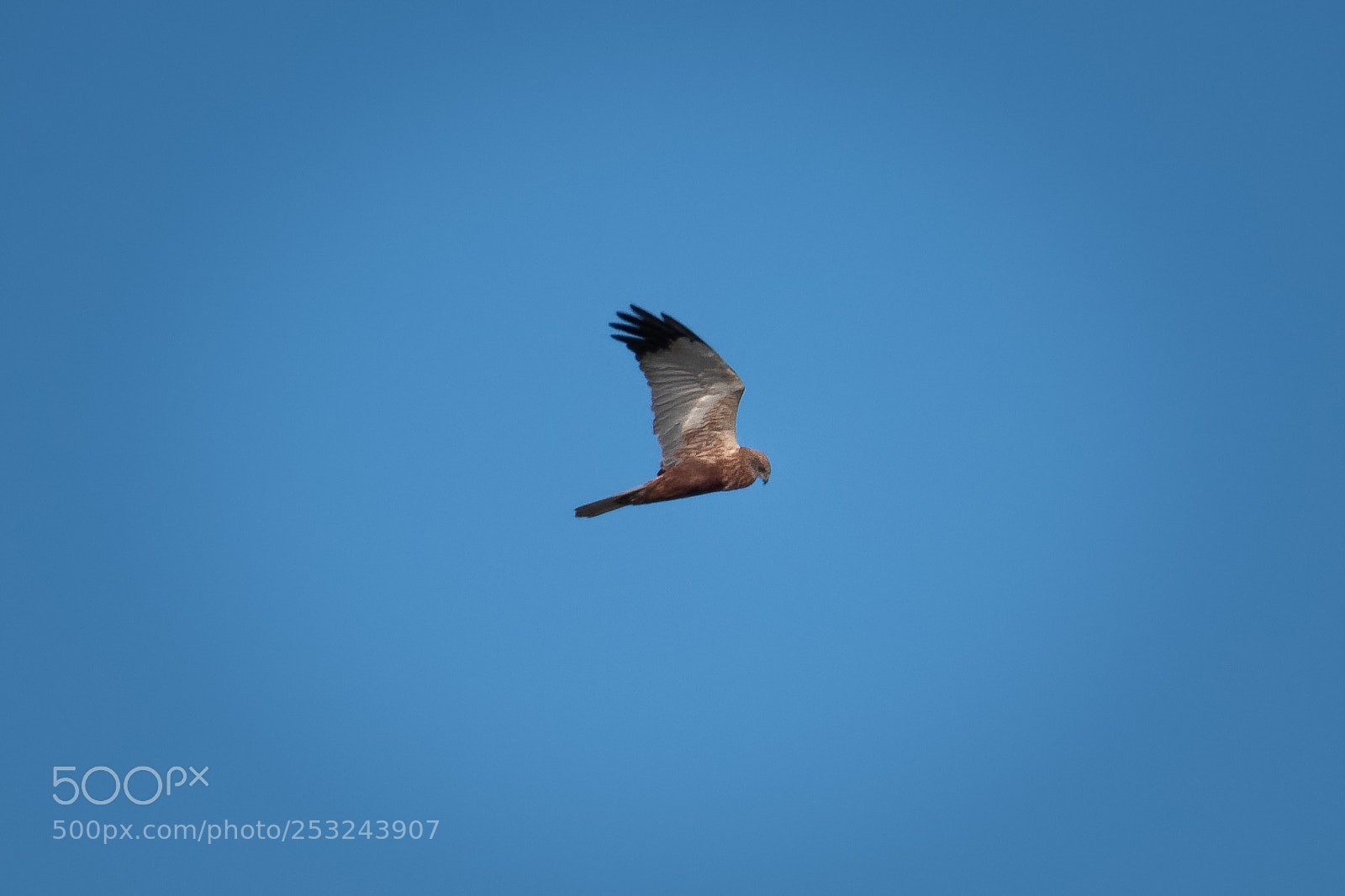 Nikon D500 sample photo. 500px-6.jpg photography