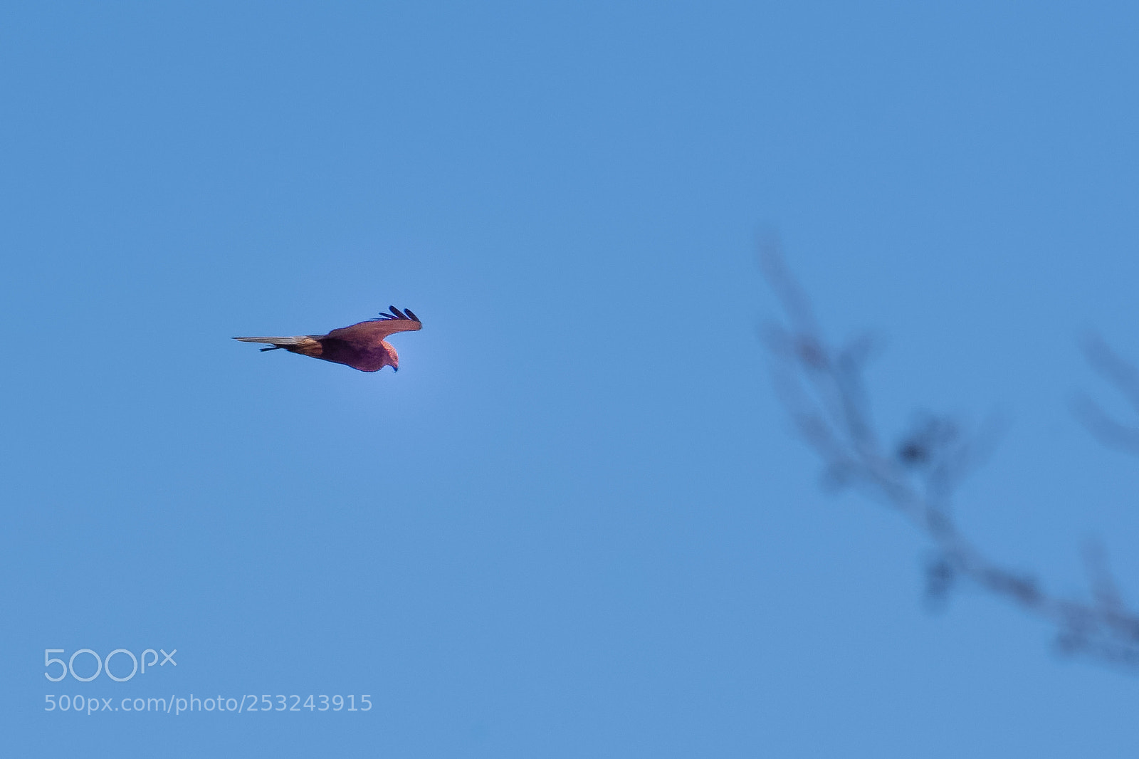 Nikon D500 sample photo. 500px-7.jpg photography