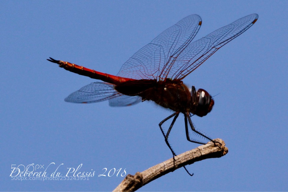 Canon EOS 7D sample photo. Delicate dragonfly  photography