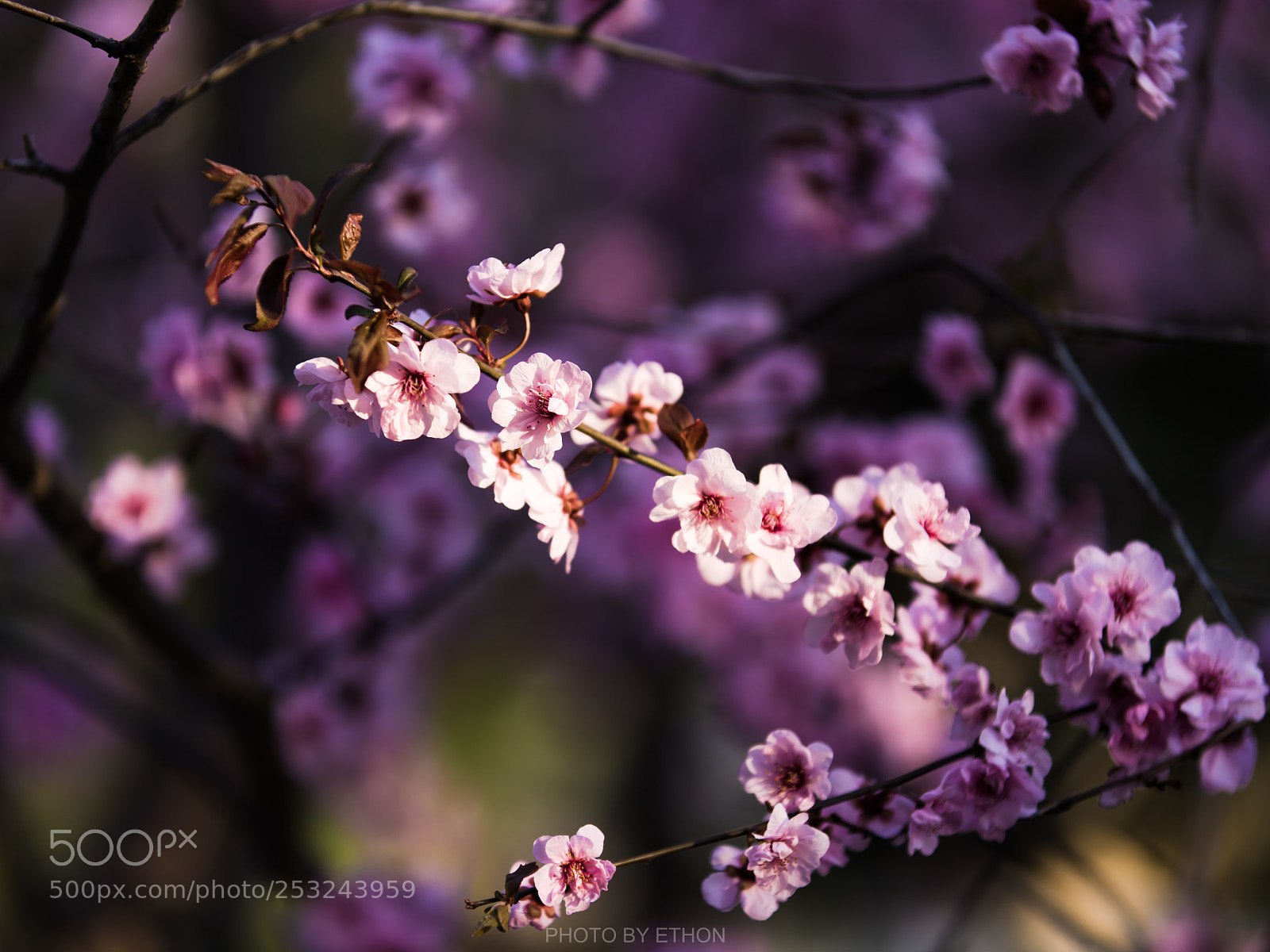 Canon EOS 6D Mark II sample photo. Img photography