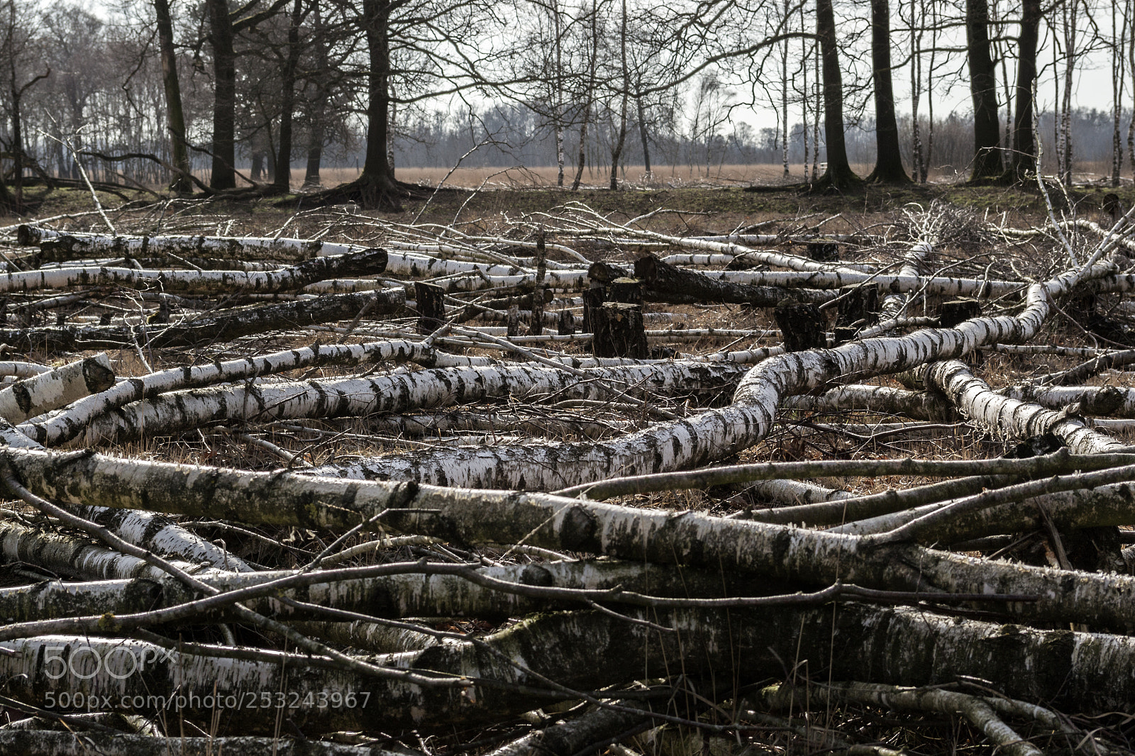 Nikon D3100 sample photo. Snake trees photography