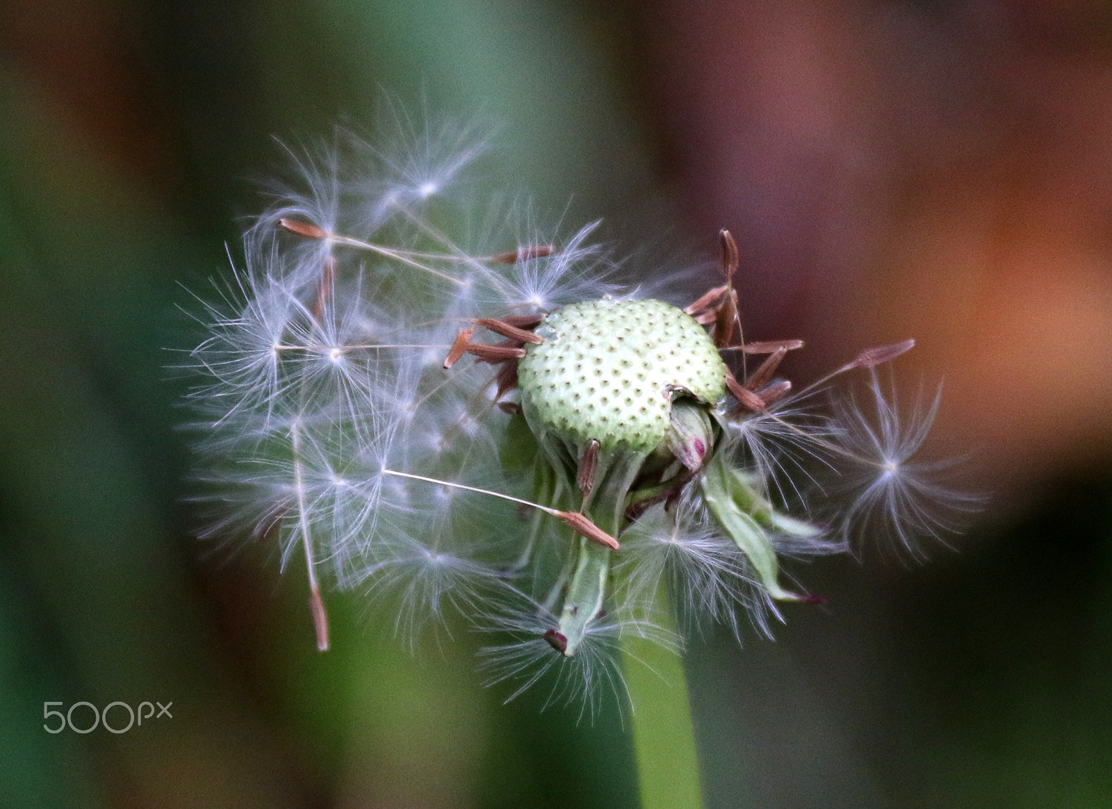 Canon EF-S 18-200mm F3.5-5.6 IS sample photo. Fragil photography