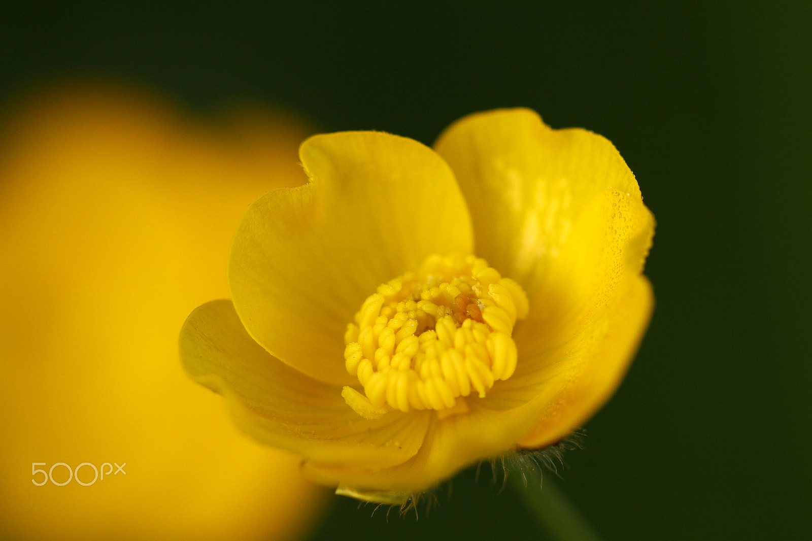 Canon EF 100mm F2.8L Macro IS USM sample photo. Buttercup soon photography