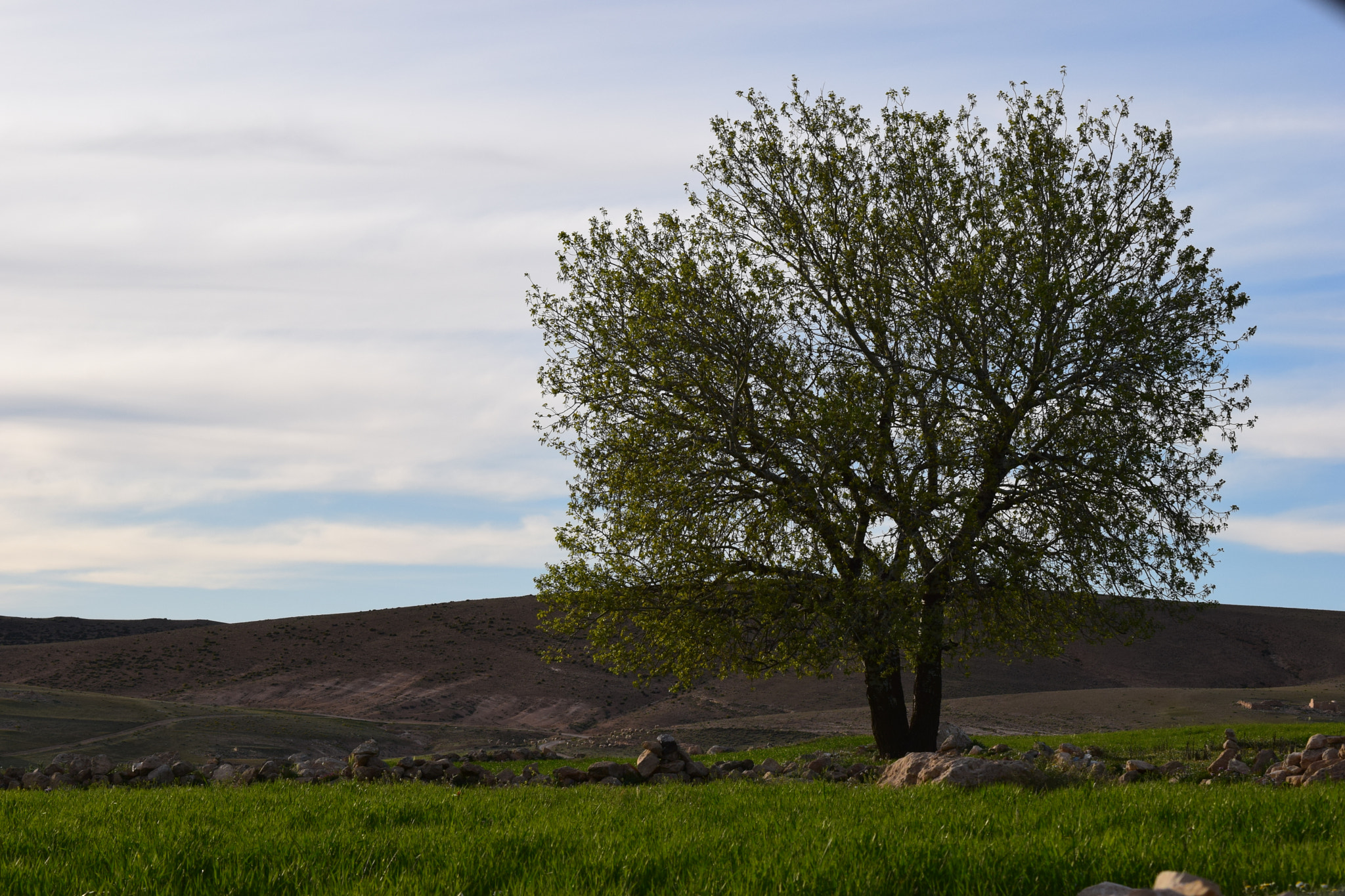 Nikon D5300 sample photo. Kissa ; tébessa photography