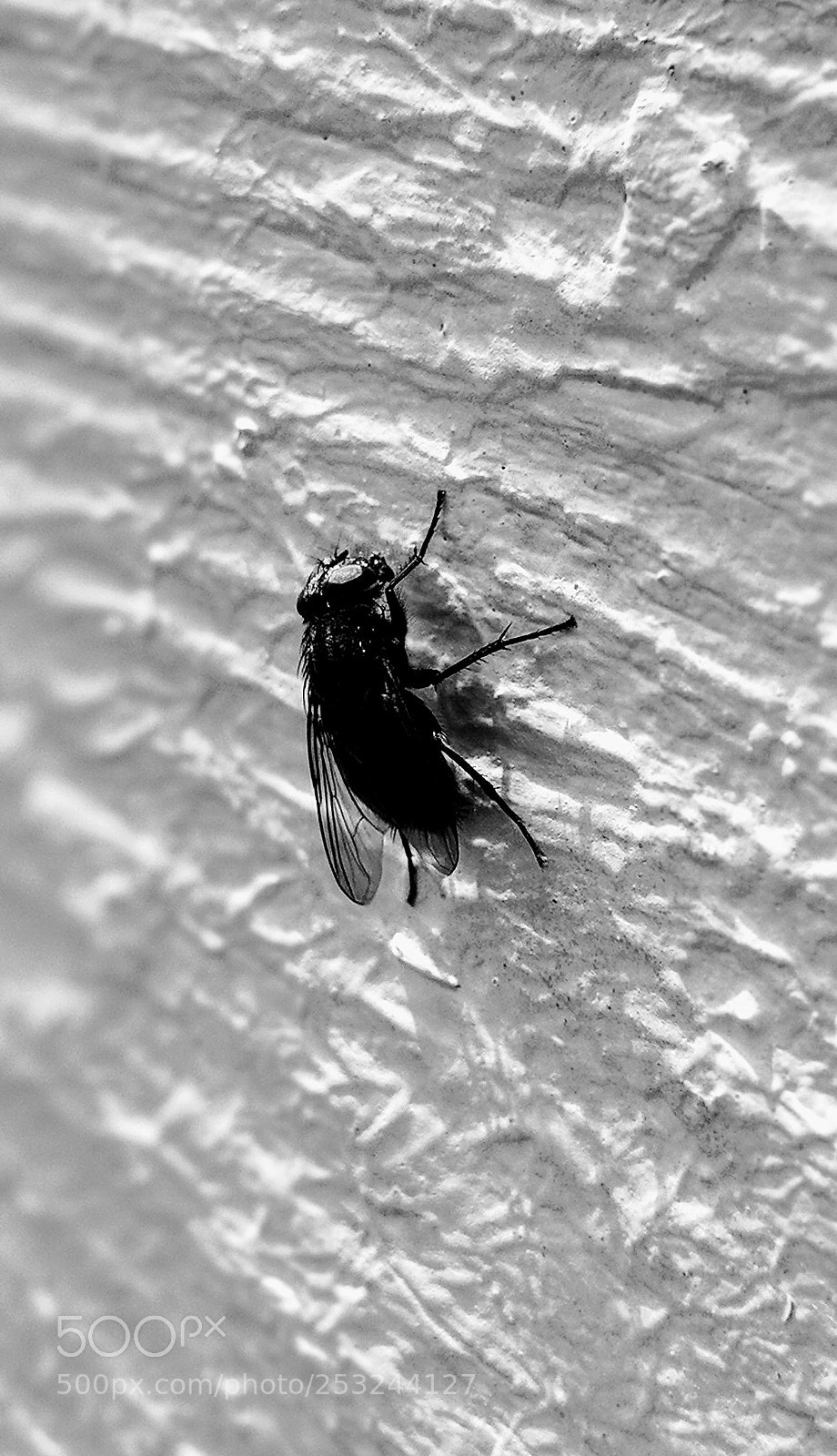 Google Pixel 2 XL sample photo. The fly photography