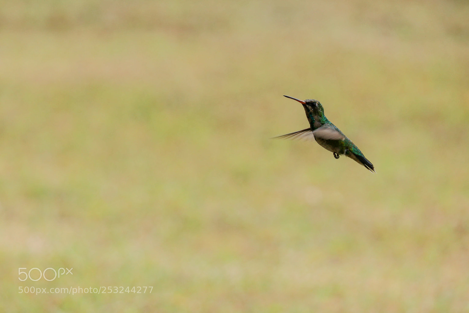 Canon EOS 80D sample photo. Hummingbird photography