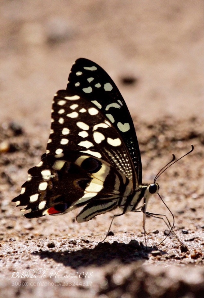 Canon EOS 7D sample photo. Winged beauty photography