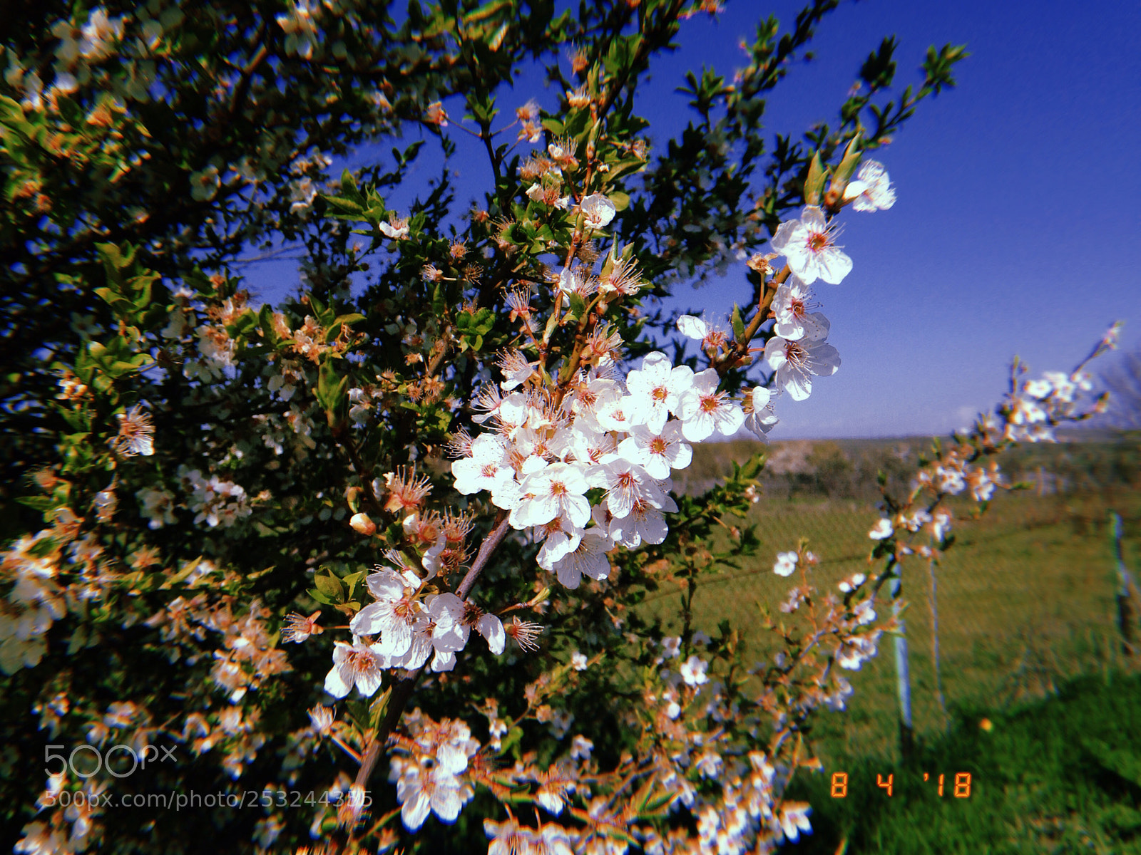 Apple iPhone sample photo. Untitled photography
