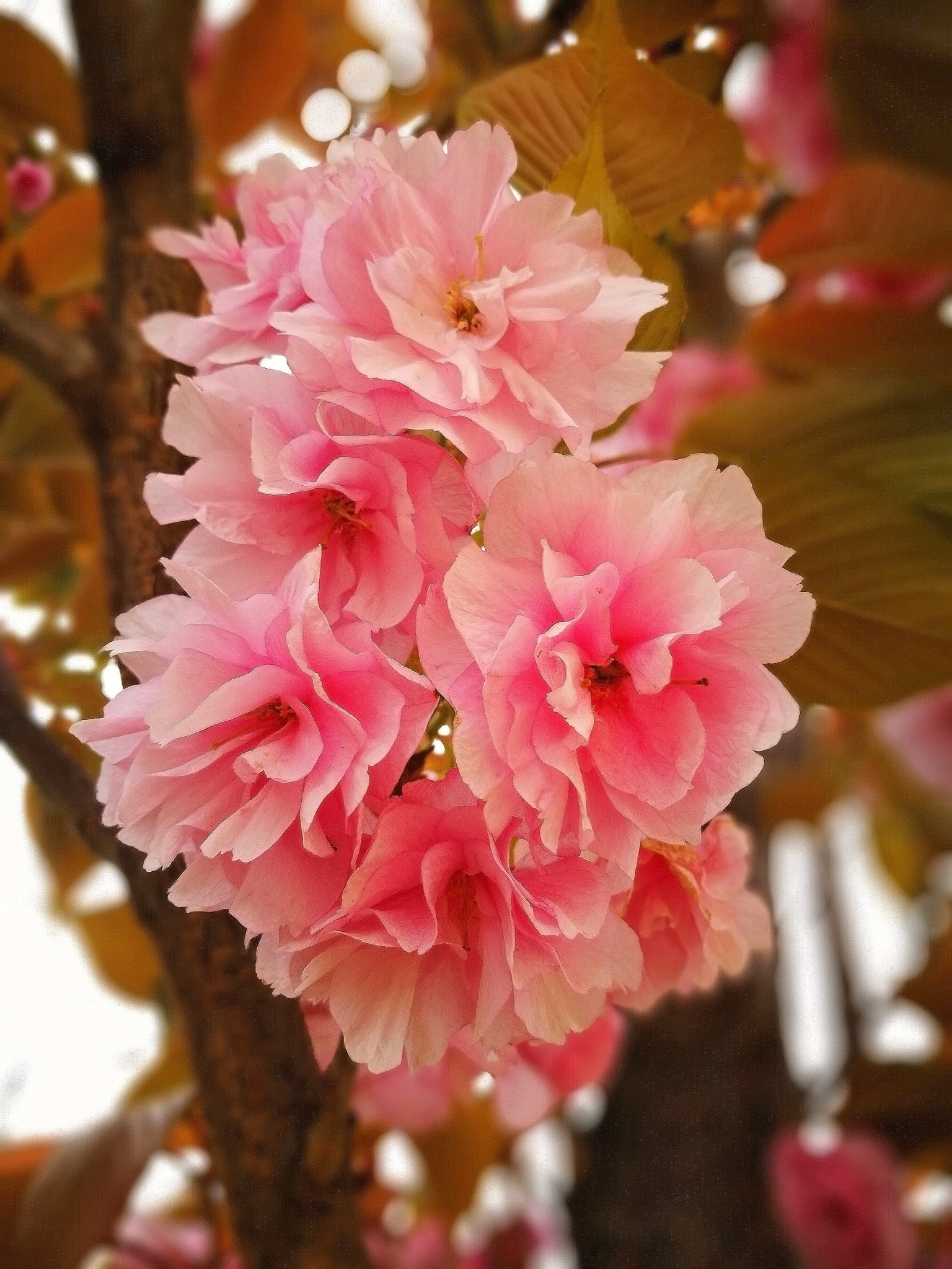 Olympus SZ-10 sample photo. Pink spring flower photography