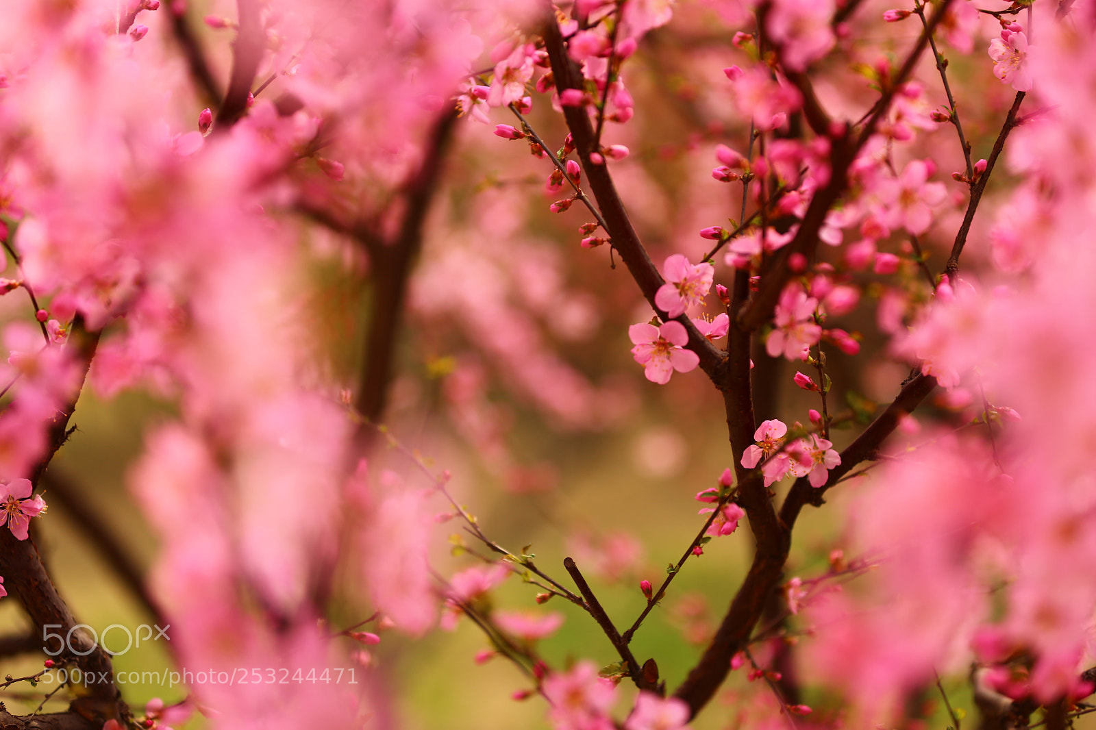 Canon EF 70-200mm F2.8L IS II USM sample photo. Beautiful spring time photography